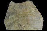 Cruziana (Fossil Trilobite Trackway) - Morocco #118348-1
